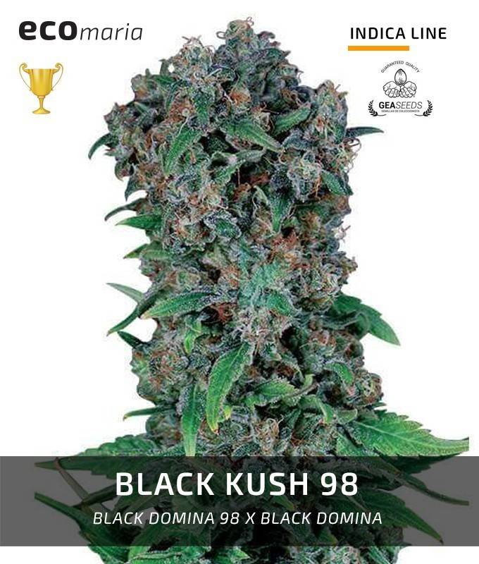 Imagen principal del producto Black Kush 98 
