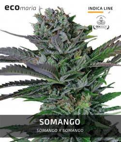 Somango - Fotodependiente y...