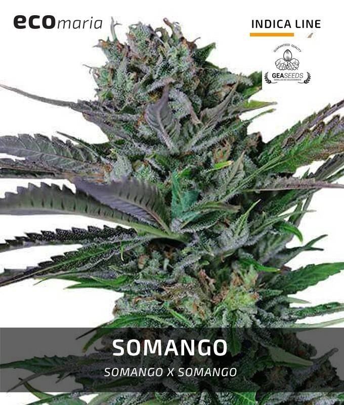Imagen principal del producto Somango 