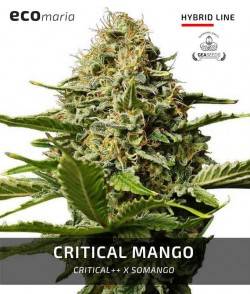 Imagen secundaria del producto Critical Mango 