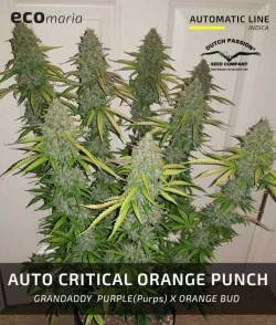 Imagen secundaria del producto Critical Orange Punch Autofloreciente