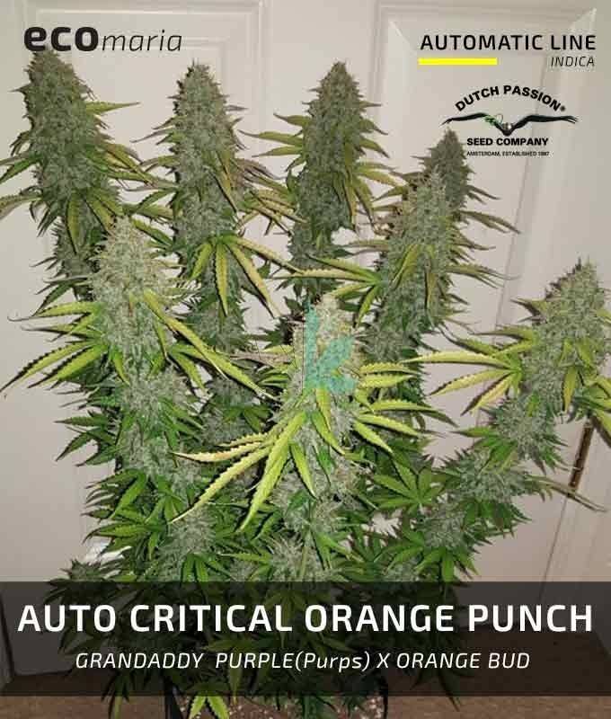 Imagen principal del producto Critical Orange Punch Autofloreciente