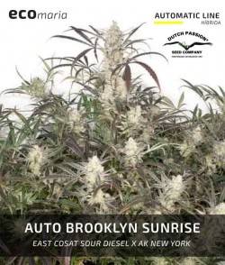 Auto Brooklyn Sunrise -...