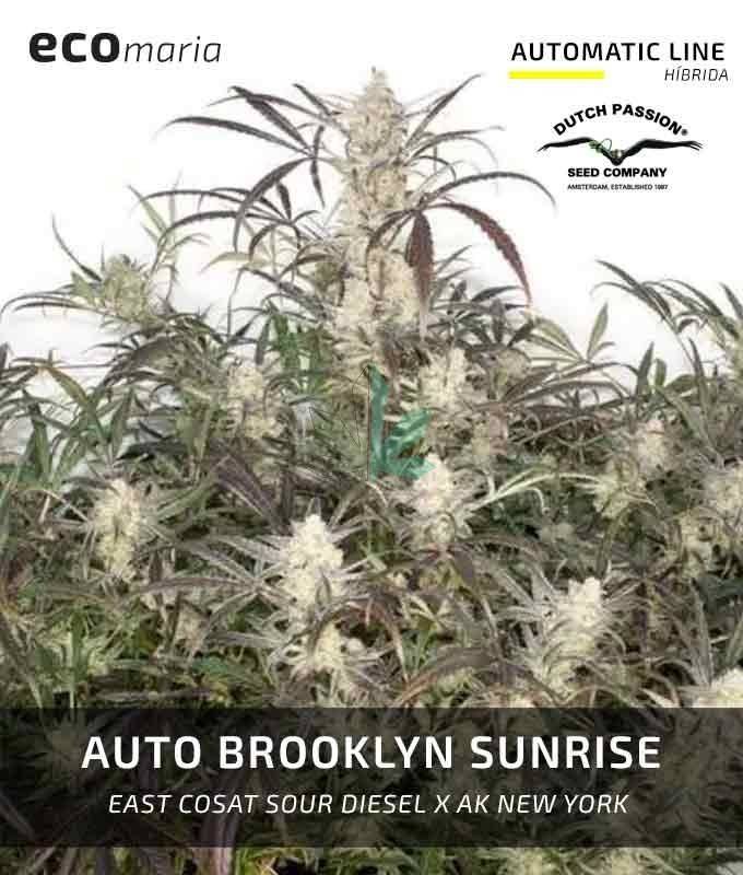 Imagen principal del producto Auto Brooklyn Sunrise 