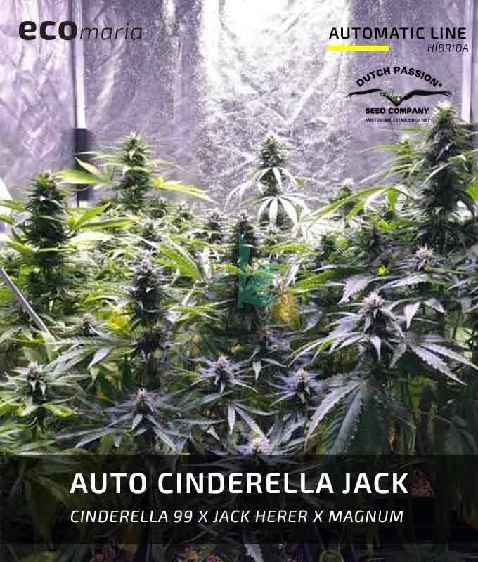 Imagen principal del producto Auto Cinderella Jack 