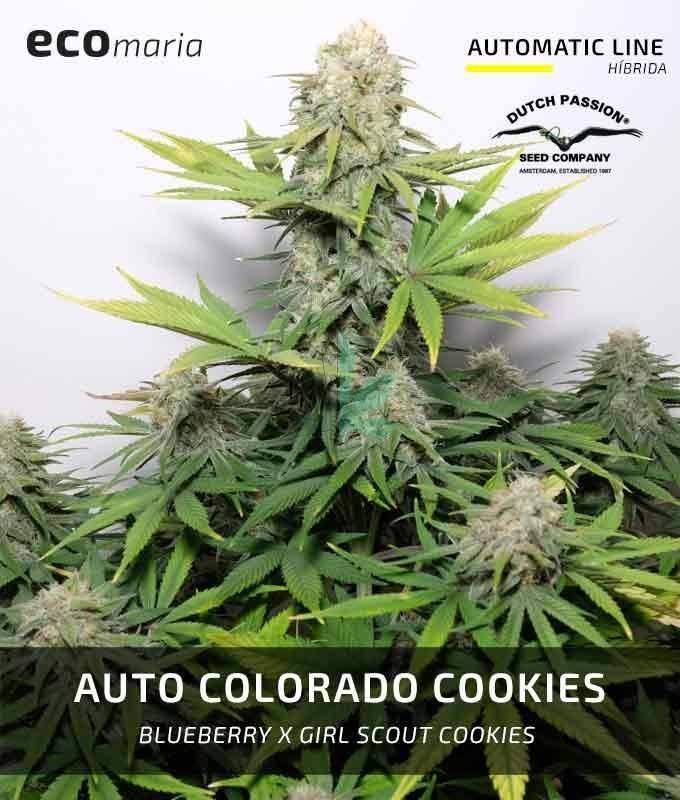 Imagen principal del producto Auto Colorado Cookies 
