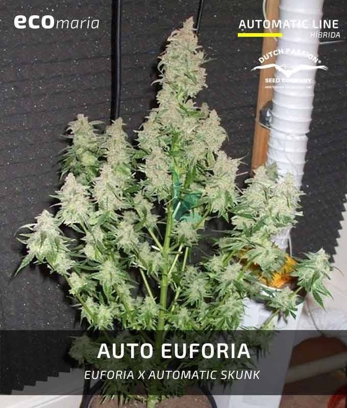 Imagen principal del producto Euforia Autofloreciente