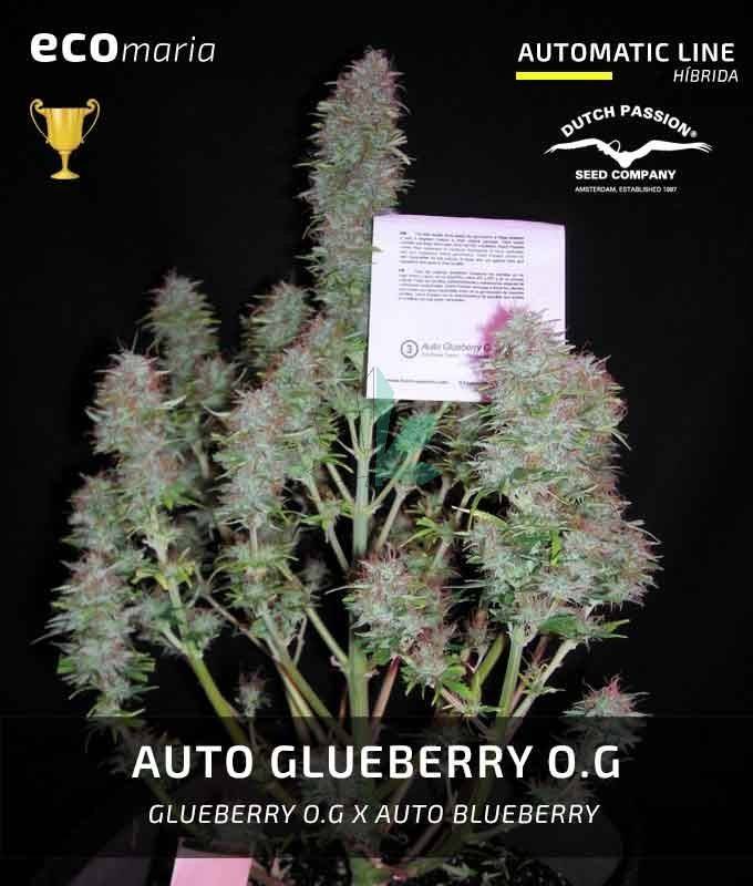 Imagen principal del producto Glueberry OG Autofloreciente