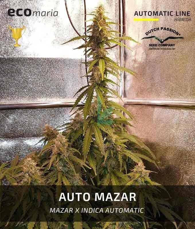 Imagen principal del producto Auto Mazar 