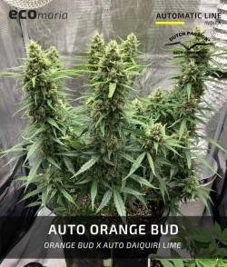 Orange Bud Autofloreciente