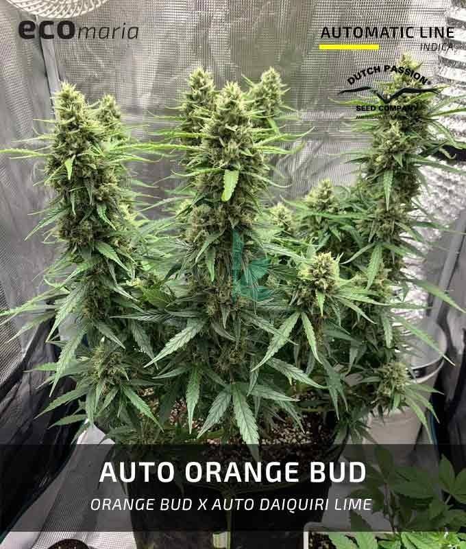 Imagen principal del producto Auto Orange Bud 