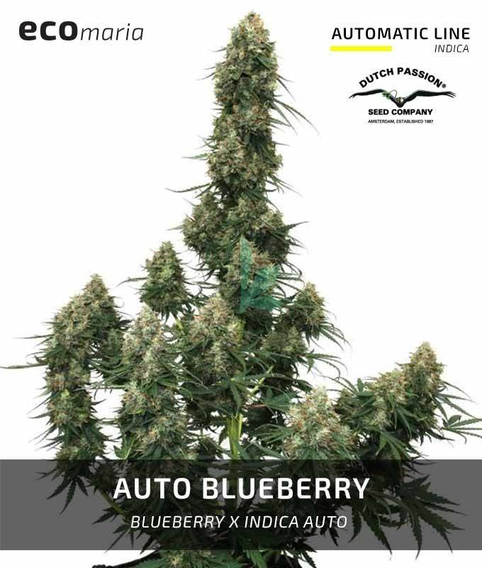 Imagen principal del producto Blueberry Autofloreciente
