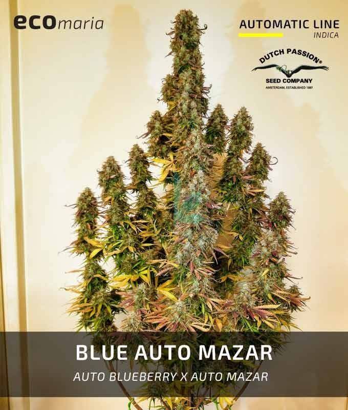 Imagen principal del producto Blue Auto Mazar Autofloreciente