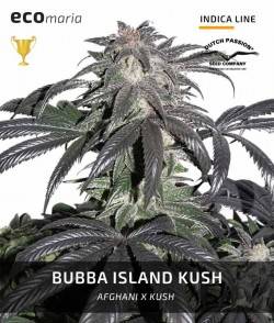 Bubba Island Kush Feminizada