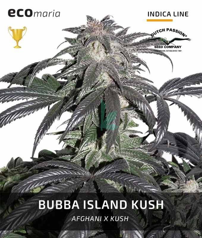 Imagen principal del producto Bubba Island Kush Feminizada