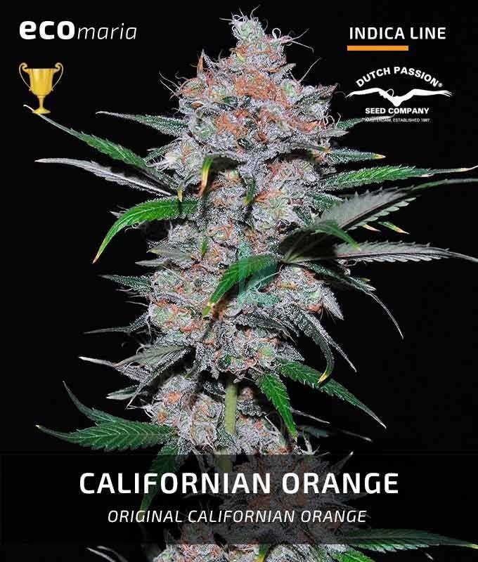 Imagen principal del producto California Orange Feminizada