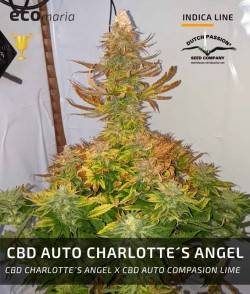 CBD Auto Charlotte's Angel...