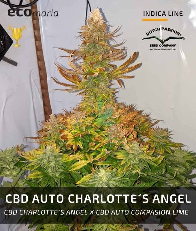 Imagen principal del producto CBD Auto Charlotte´s Angel Autofloreciente