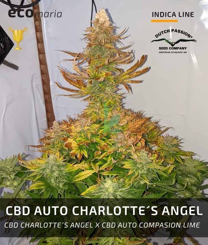 Imagen principal del producto CBD Auto Charlotte's Angel 