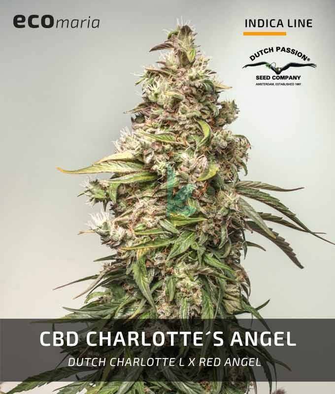 Imagen principal del producto CBD Charlotte's Angel 