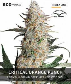 Critical Orange Punch -...
