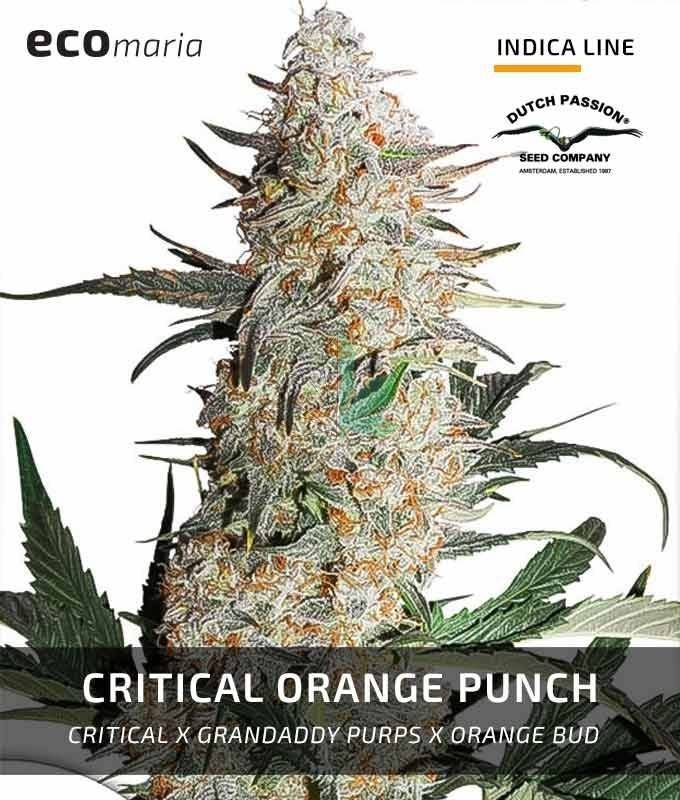 Imagen principal del producto Critical Orange Punch Feminizada