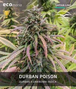 Durban Poison - Semillas...