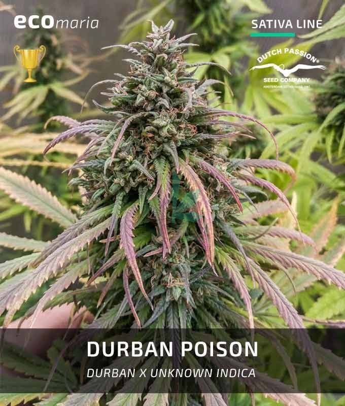 Imagen principal del producto Durban Poison Feminizada