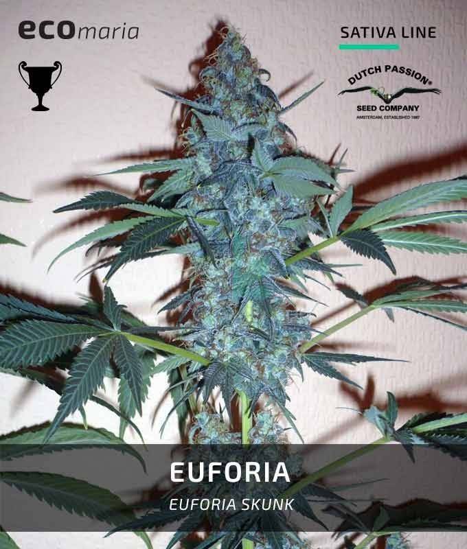 Imagen principal del producto Euforia 