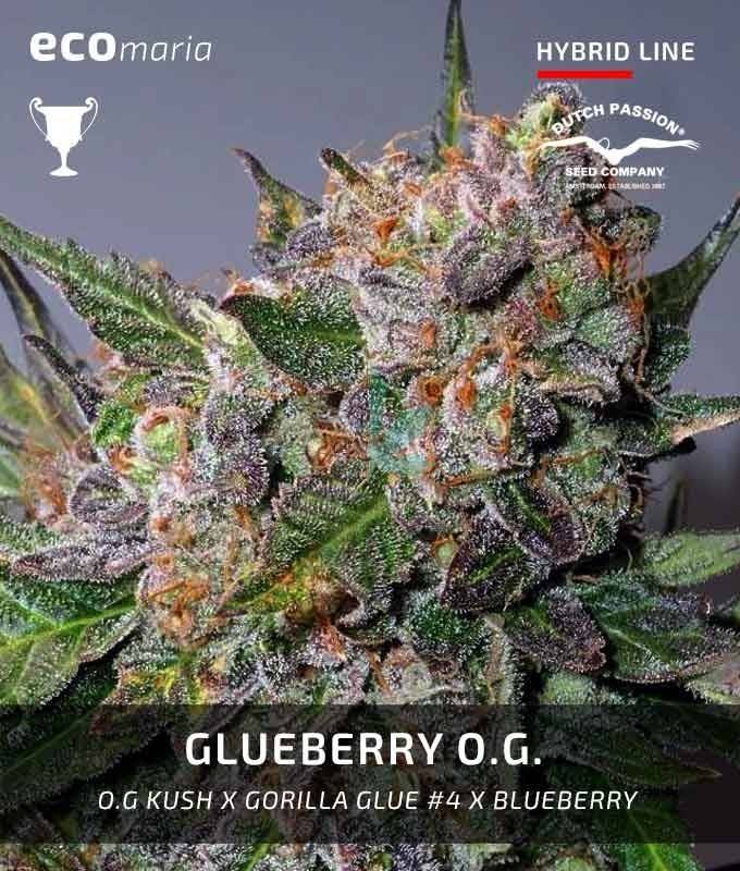 Imagen principal del producto Glueberry OG Feminizada