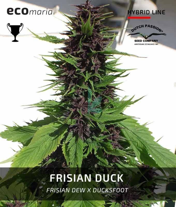 Imagen principal del producto Frisian Duck Feminizada