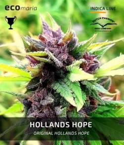 Imagen secundaria del producto Hollands Hope Feminizada