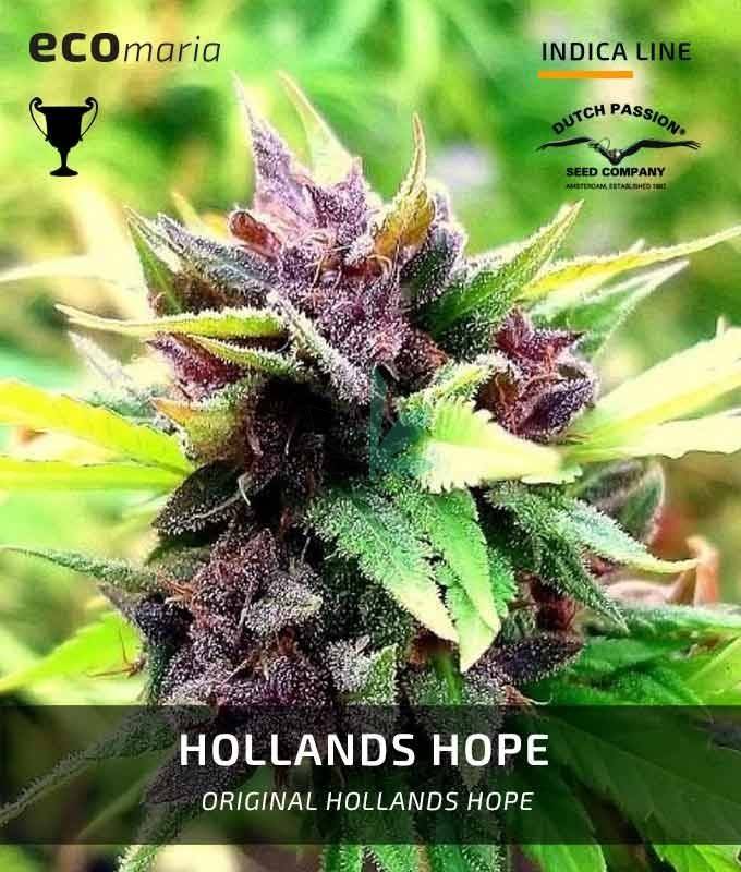 Imagen principal del producto Hollands Hope Feminizada