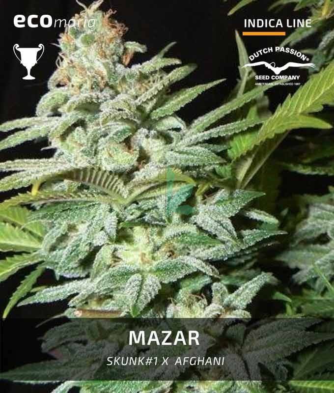 Imagen principal del producto Mazar 
