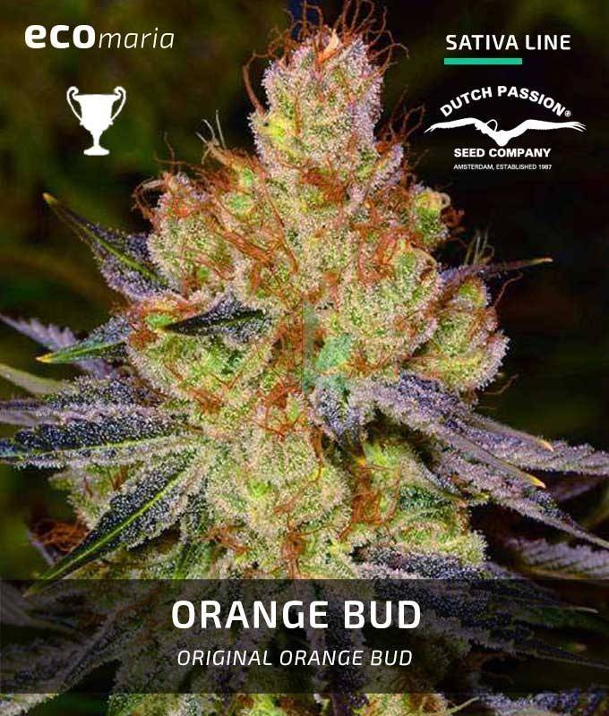 Imagen principal del producto Orange Bud Feminizada