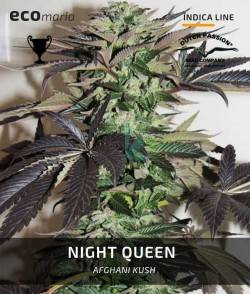Night Queen - Semillas de...