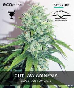 Outlaw Amnesia - Semillas...