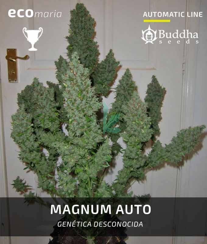 Imagen principal del producto Magnum Auto de Buddha Seeds 