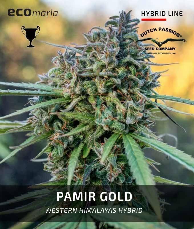 Imagen principal del producto Pamir Gold Feminizada