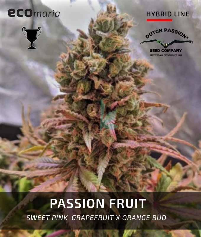 Imagen principal del producto Passion Fruit Feminizada