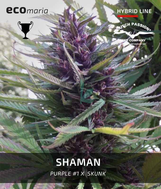 Imagen principal del producto Shaman 