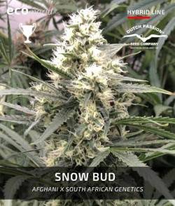 Snow Bud - Semillas frescas...
