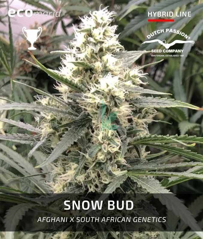 Imagen principal del producto Snow Bud 