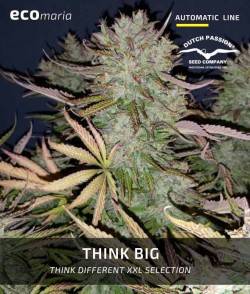 Think Big - Marihuana...