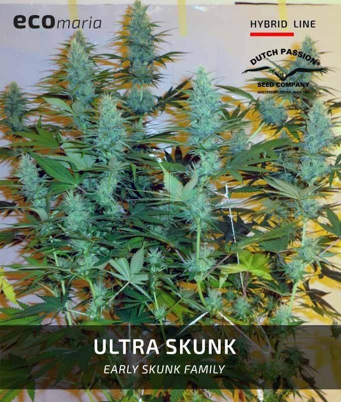 Imagen principal del producto Uiltra Skunk Feminizada