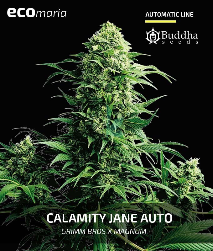 Imagen principal del producto Buddha Calamity Jane Auto 