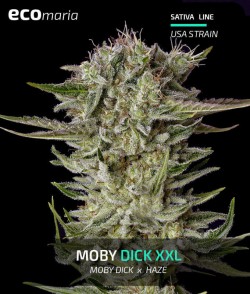 Moby Dick XXL - Semillas...