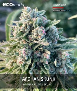 Imagen secundaria del producto Afghan Skunk Feminizada