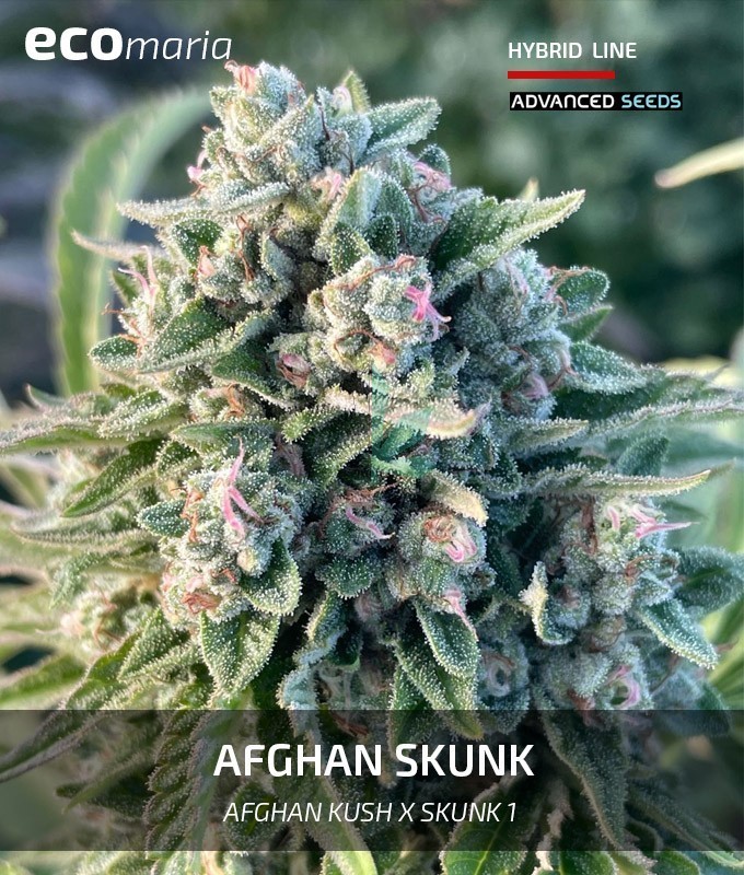 Imagen principal del producto Afghan Skunk Feminizada