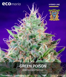 Imagen secundaria del producto Green Poison Feminizada